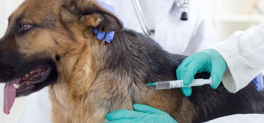 Vacinação de cães e gatos contra raiva animal acontece em sete bairros em julho