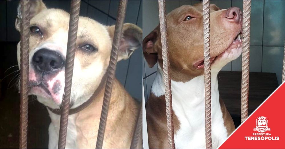 Pitbulls recolhidos nas ruas aguardam seus donos no canil municipal