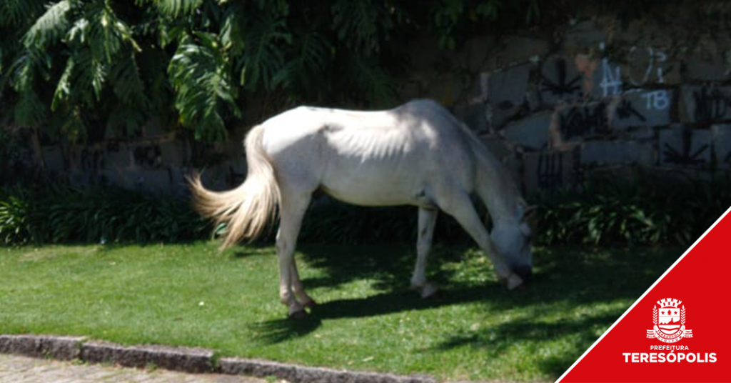 Ação da COPBEA registra presença de cavalo em via pública e proprietário será multado