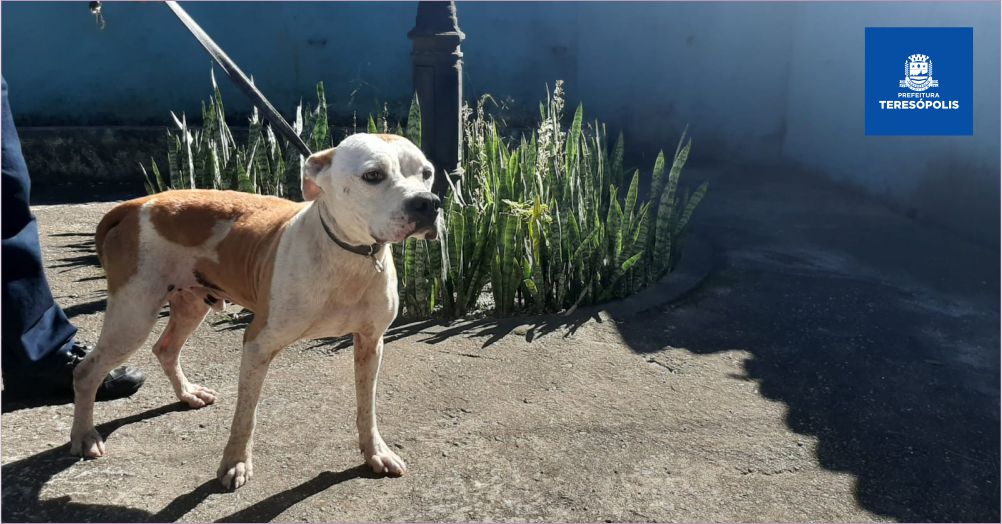 Cães resgatados por Coordenadoria de Proteção e Bem-Estar Animal aguardam adoção