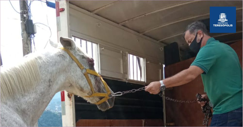 Coordenadoria de Proteção e Bem-Estar Animal resgata cavalo com maus tratos
