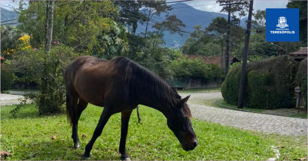 Proprietários de cavalos soltos em ruas são multados pela Coordenadoria de Proteção e Bem-Estar Animal