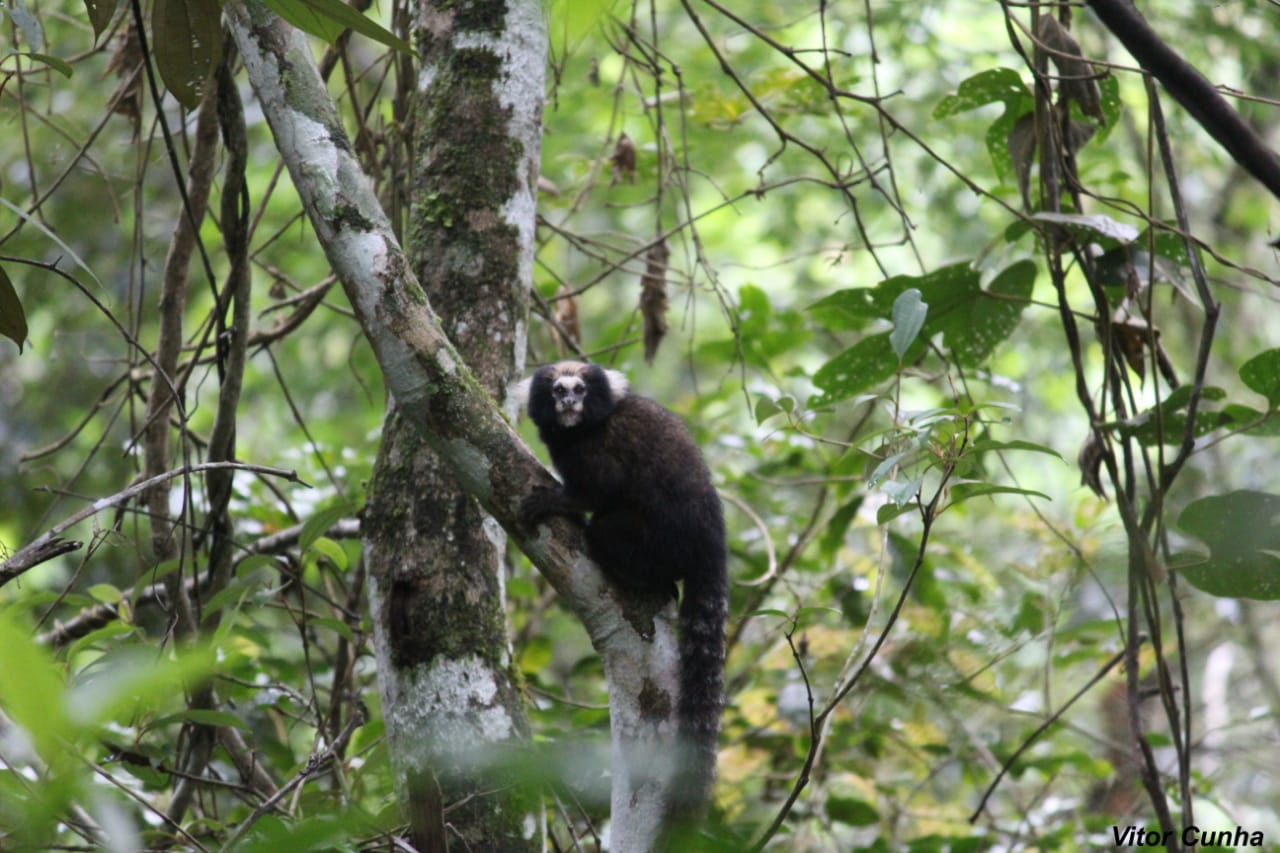 Parque Natural Municipal Montanhas de Teresópolis (PNMMT) recebe incentivo internacional para conservação de espécie de primata ameaçada de extinção