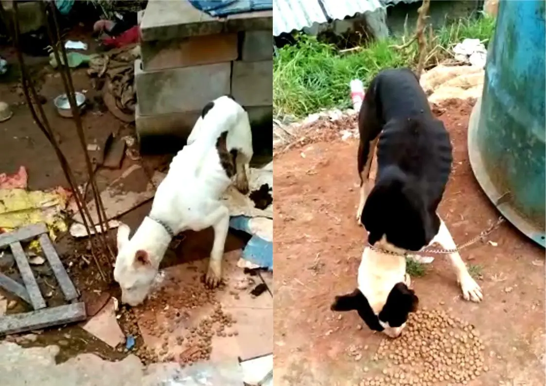 Vítimas de maus tratos, dois cães resgatados pela COPBEA aguardam lar temporário
