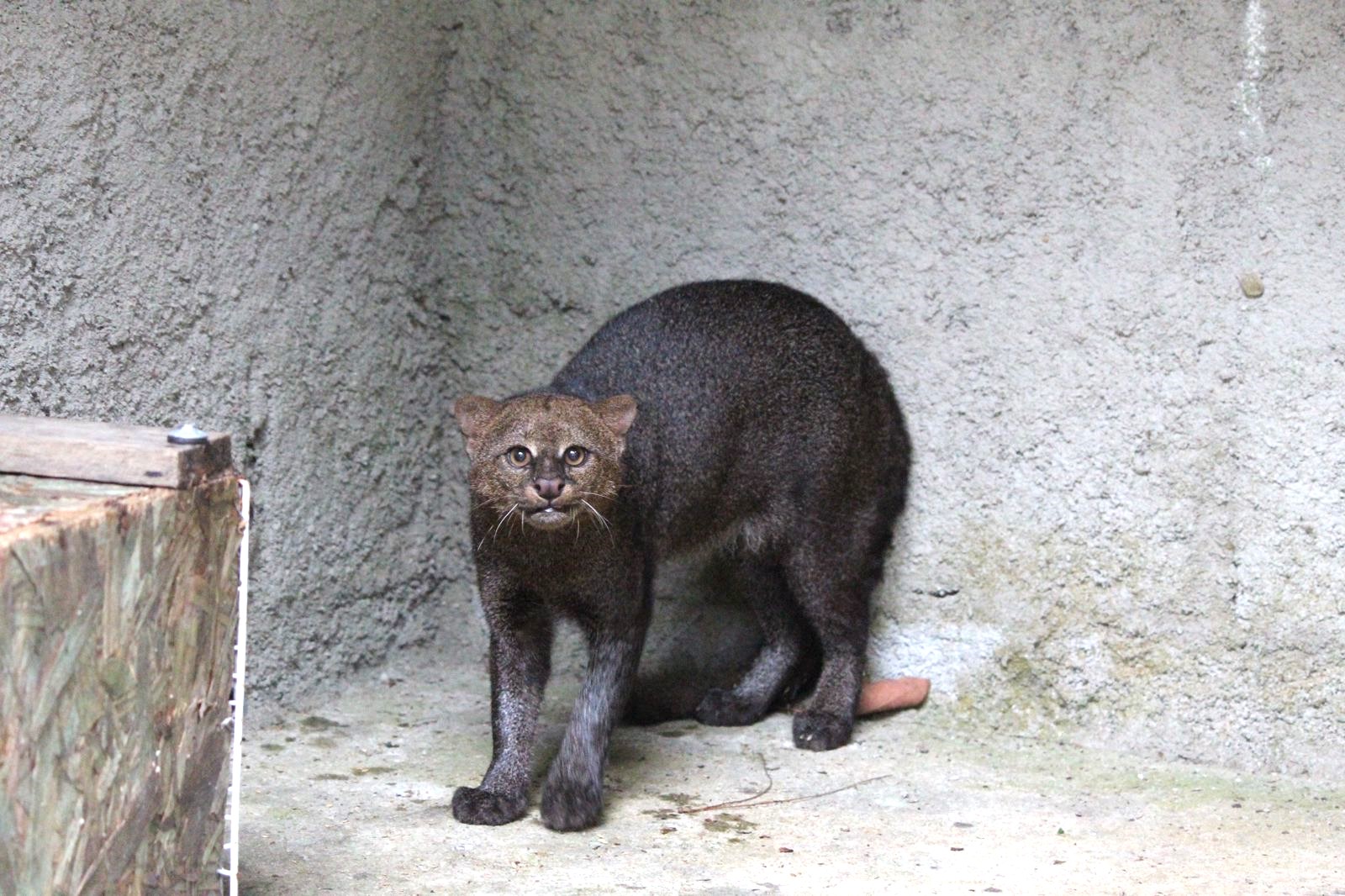 Parque Municipal Montanhas de Teresópolis e CETAS-IBAMA devolvem espécie de felino ameaçado de extinção para a natureza