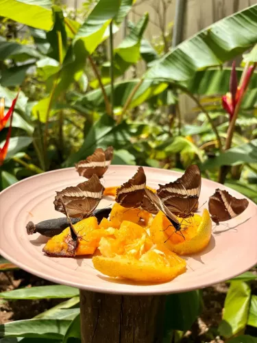 Borboletário de Teresópolis celebra primeiro aniversário com intensa participação do público
